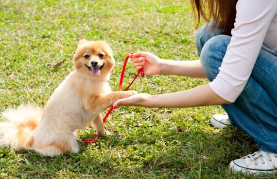 犬さまのお散歩もお任せ | 朝霞市でペットシッターを頼めるServant さばとら