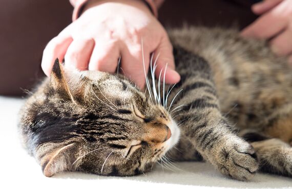 和光市の猫さまのペットシッター「Servantさばとら」